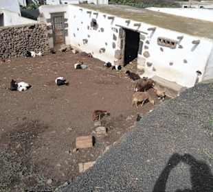 Stall mit Freilaufgehege