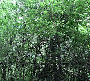 Waldlehrpfad in Tieringen