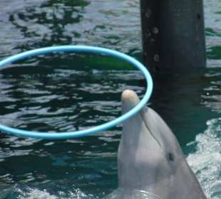 Delfinshow