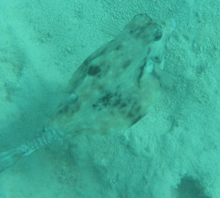 Pyramiden-Kofferfisch