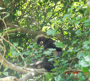 Affe