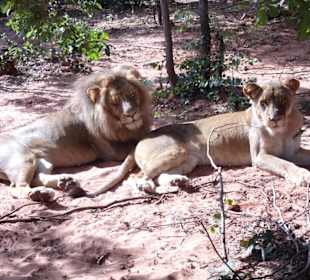 Großkatzen sediert im Gehege