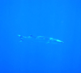 Barrakuda am Hausriff