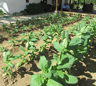 Zigarrenfabrik bei La Romana