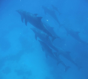 Delphine mit Jungtieren