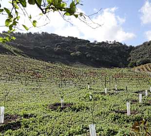 Weinberg bei der Bodega Los Lirios