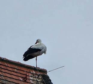 Die Weihnachtsstörche