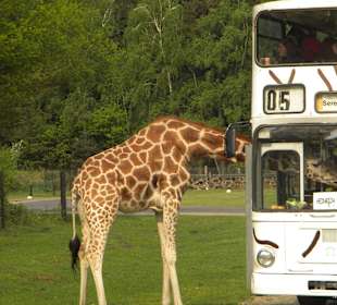 Giraffe mit Serengeti-Bus