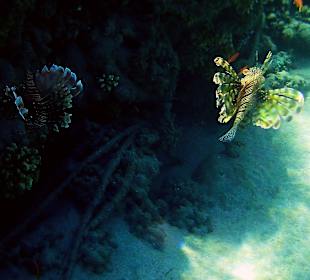 Schnorcheln Marsa Alam