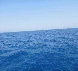 Delphinschwimmen mit Delfine & Meer Hurghada