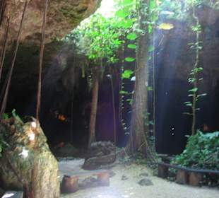 Eingang einer Cenote