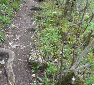 Eiszeitpfad - Burgfelsenpfad