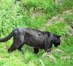 Bei den Raubkatzen im Zoo Salzburg