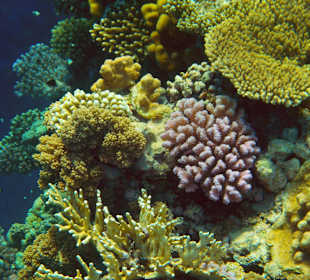 Blue Reef Red Sea Resort