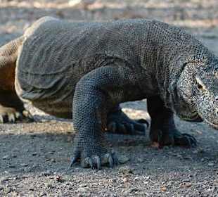 Komodo Dragon Lizard