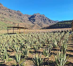 Inselrundfahrt Gran Canaria