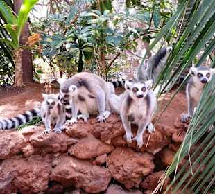 Lemurenfamilie