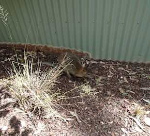 Stadtrundgang Sydney