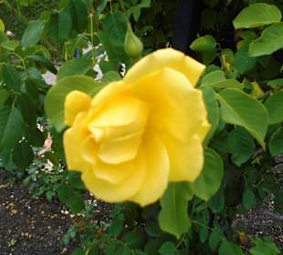 Schloßpark Kasteeltuinen