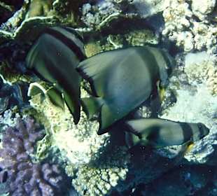 Rwelt Riff Rohanou Beach Resort