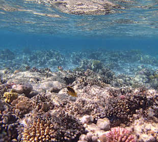 Korallenriff 