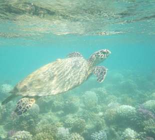 Želva z naší zátoky