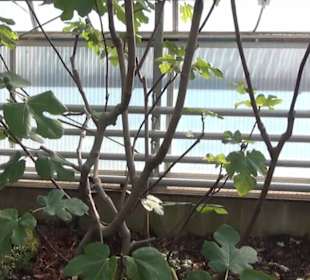 Kanarenschauhaus - Berggarten