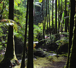Hawaii Tropical Botanical Garden