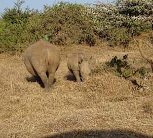 Nashörner im Nairobi National Park