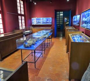 Exponate des Muséum d'histoire naturelle