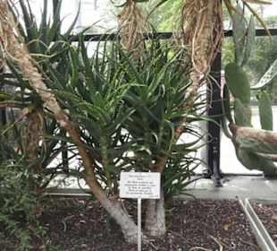 Alter botanischer Garten