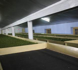 Teefabrik Puttabong Tea Estate