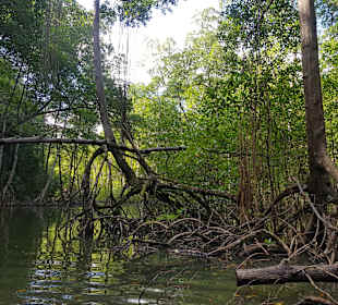 Los Haitises Nationalpark