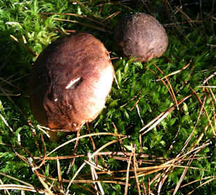 Kampinoski Park Narodowy