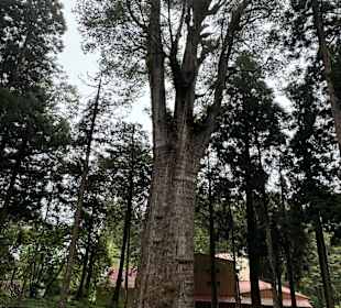 Alishan National Forest