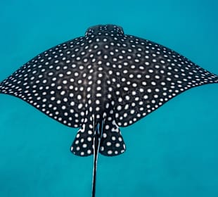 Adlerrochen (zum Greifen nah...)