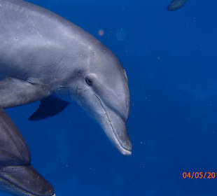 Delfinschwimmen Delfine & Meer