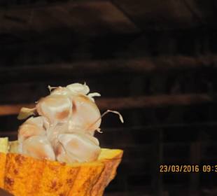 Kakaobohnen in der Frucht