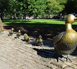 Entenfamilie in den Park