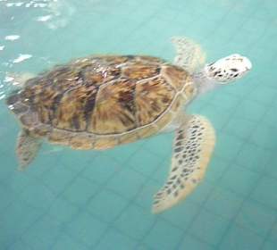 6 Jahre alte Schildkröte