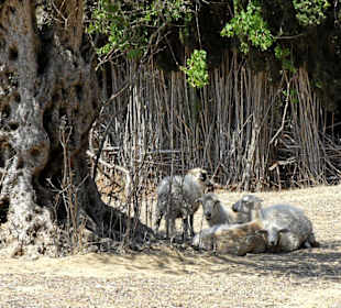 Schafe bei der Mittagsruhe
