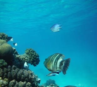 Traumhafte Unterwasserwelt