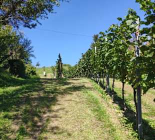 Weingärten steiler Weg