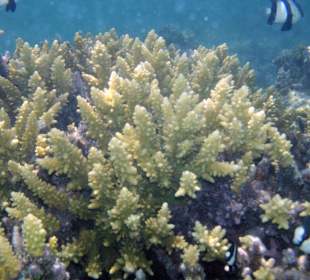 Zdjęcia rafy wykonane przeze mnie pod wodą