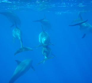 Delfine beim Auftauchen