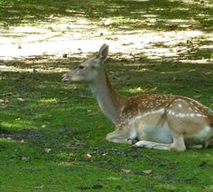 Mesopotanischer Damhirsch