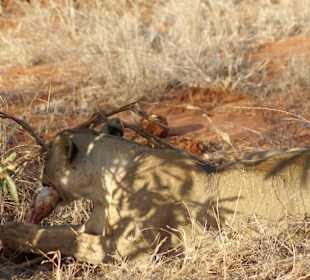 Löwin mit Zebrabein