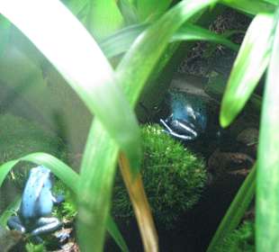 Blauer Pfeilgiftfrosch