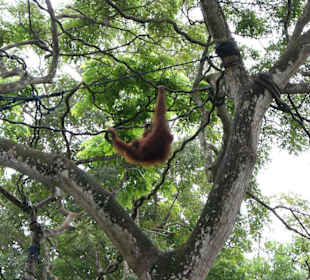 Orang Utan frei im Park