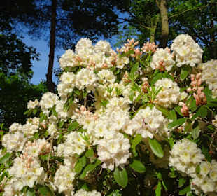 Hauptblüte im Rhododendronpark Bremen